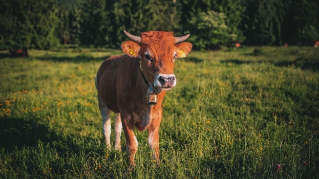 Mau Berkurban Idul Adha? Cek Dulu Harga Kambing dan Sapi Terbaru di Sini!