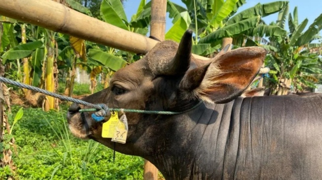 Takut Sapi Kurban Lepas? Tim Rescue Bukittinggi Siap Siaga di Hari Raya Idul Adha!