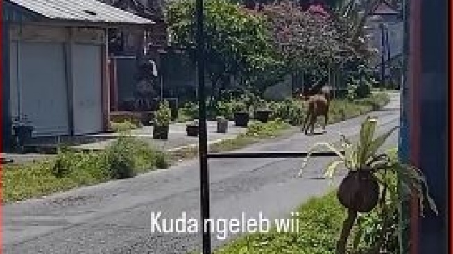 Bukan Anjing Bukan Kucing, Kali Ini Kuda Lepas di Jalanan Bikin Pengendara Takut