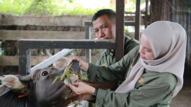 Waspada! Gigi Belum Lepas, Ratusan Sapi di Padang Tak Layak Jadi Hewan Kurban