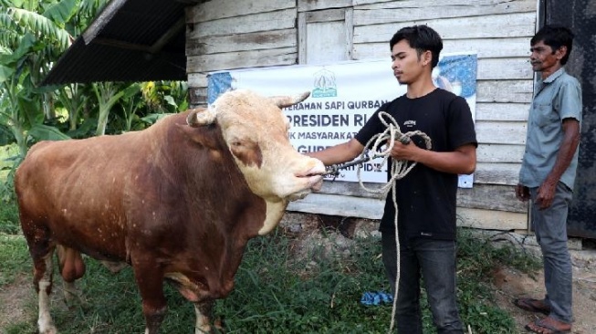 Jokowi Sumbang 68 Sapi Kurban, 2 untuk Kaltim, 25 Lagi Buat IKN