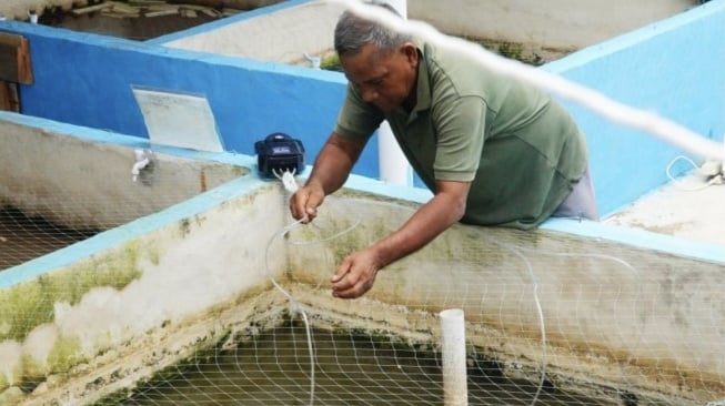 Dari Kegiatan Ngokang, Nelayan Desa Tanjung Palas Dumai Budidaya Perikanan SIMORIKA