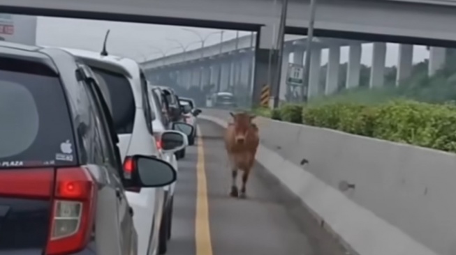 Heboh! Ulahnya Bikin Macet, Ending Sapi Kurban usai Berkeliaran di Tol Jagorawi