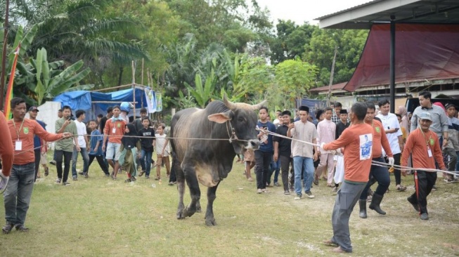 Berbobot Nyaris 1 Ton, Sapi Kurban Jokowi Dipotong di Masjid Ibadah Pekanbaru