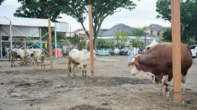 Hewan kurban. [dok pemkot Medan]