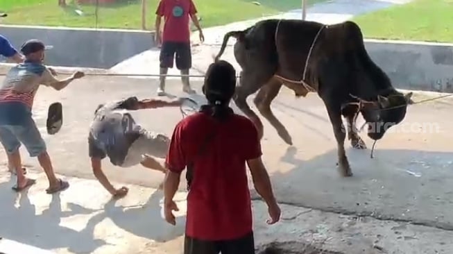 Sapi Ngamuk! Pria Sukoharjo Ditendang Saat Sembelih Kurban hingga Dibawa ke Rumah Sakit