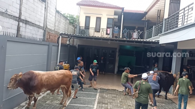 Sapi kurban Ayu Ting Ting yang ada di rumahnya kawasan Depok, Jawa Barat pada Senin (17/6/2024). [Suara.com/Rena Pangesti]