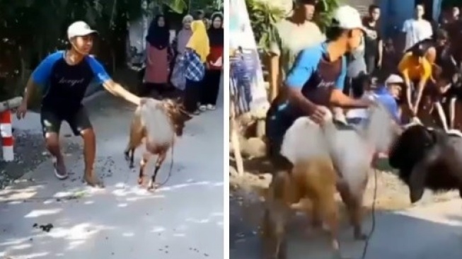 Viral Kambing Kurban di Ponorogo 'Hidup' Lagi Usai Disembelih