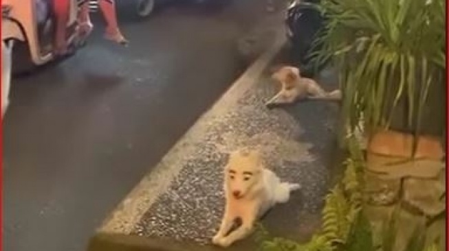 Menyala Wii, Anjing Ini Tampil Cetar Dengan Alisnya Yang Tebal