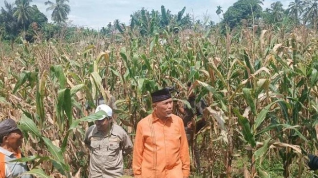 Sumbar Krisis Jagung? Gubernur Mahyeldi: Maksimalkan Lahan BBI Jadi Solusi!