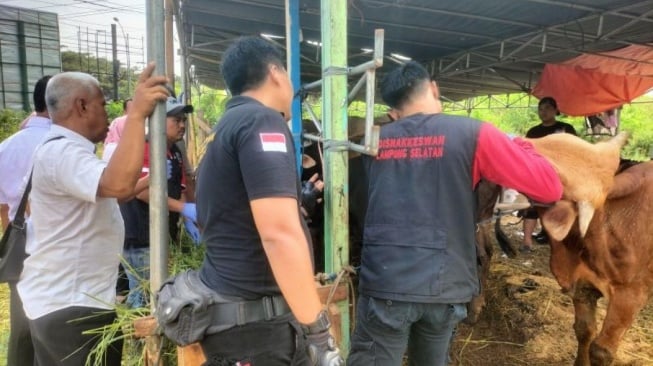 Ditemukan Sapi Kurban Terinfeksi Cacing Hati di Lampung Selatan, Amankah Dikonsumsi?