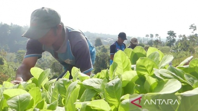 Ribuan Petani Tembakau Garut Menjerit, Kecewa Tak Dapat BLT DBHCT