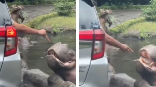 Viral, Pengunjung Beri Makan Sampah Plastik ke Kuda Nil di Taman Safari, Netizen Penasaran dengan Ini