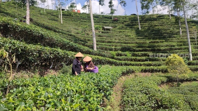 3 Cara Nikmati Petualangan Seru di Samigaluh Kulon Progo, Wajib Main ke Kebun Teh!