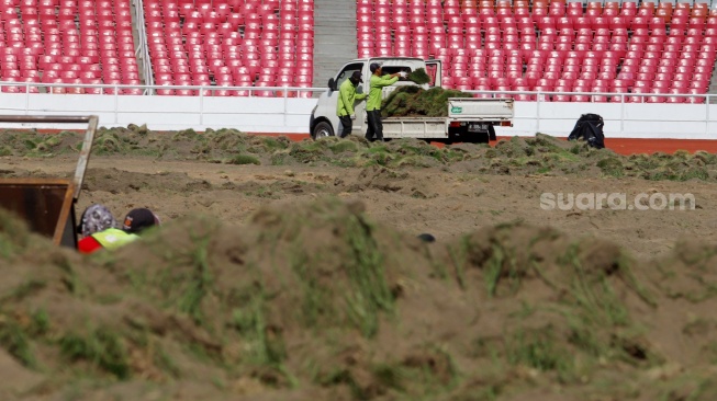 Pekerja melakukan pengerjaan revitalisasi rumput lapangan di Stadion Utama Gelora Bung Karno (SUGBK), Senayan, Jakarta, Rabu (26/6/2024). [Suara.com/Alfian Winanto]