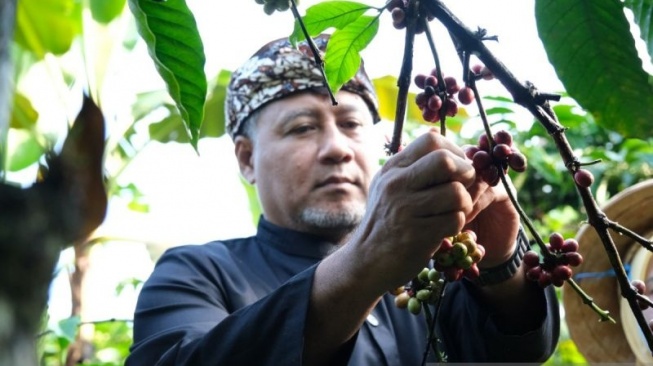 Petik Kopi Merah, Cara Warga Gemawang Temanggung Jaga Kualitas Produk dan Dongkrak Pendapatan