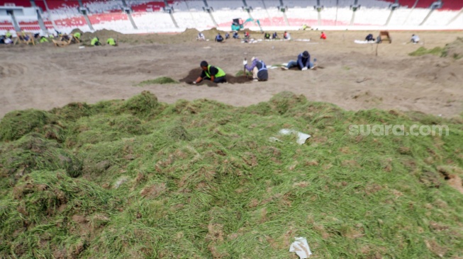 Pekerja melakukan pengerjaan revitalisasi rumput lapangan di Stadion Utama Gelora Bung Karno (SUGBK), Senayan, Jakarta, Rabu (26/6/2024). [Suara.com/Alfian Winanto]