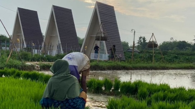 Rekomendasi Wisata Sumenep, Cak Fauzi Ajak ke Sawah Calina Bato