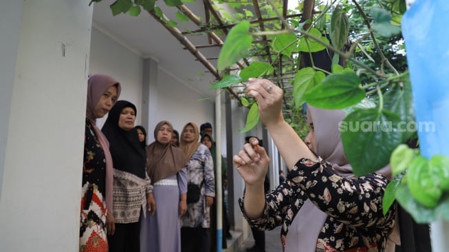 Kampung di Tangerang Olah Daun Sirih Jadi Keripik, Masker Hingga Ramuan Diet