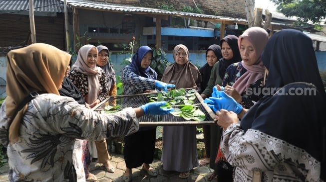 Ibu-ibu di Kampung Sirih, Kota Tangerang tengah memilah daun sirih untuk diolah menjadi keripik, masker hingga ramuan diet. [Hairul Alwan/Suara.com]