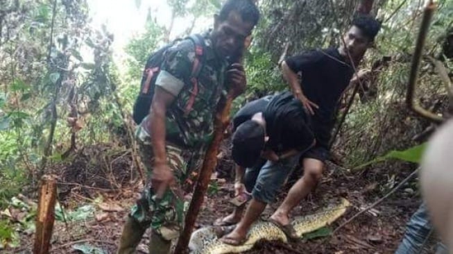 Warga Luwu Tewas Dimakan Ular Sanca Kembang