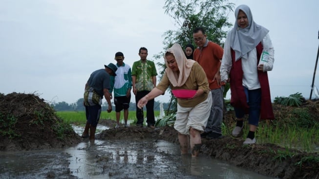 Padi Anti Rob dari BRIN, Solusi Ketahanan Pangan di Pesisir Semarang