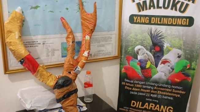 BKSDA Maluku Amankan Tanduk Rusa, Pelaku Kabur di Pelabuhan Yos Sudarso