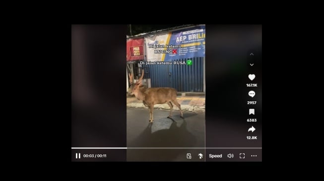 Rusa di pinggir jalan. [TikTok@valentfun]