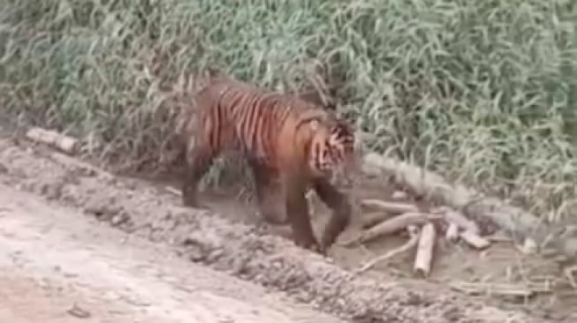 Kata BBKSDA soal Heboh Harimau Jalan-jalan di Kawasan Industri Pelalawan