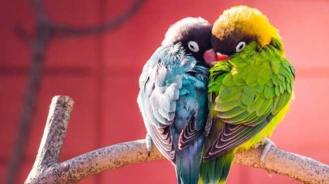 Burung lovebird tidak boleh dilepas. [ptgenetika.com]