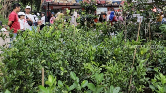 Sejumlah pengunjung melihat tanaman hias dalam Pameran Flona 2024 di Lapangan Banteng, Jakarta, Sabtu (13/7/2024). [Suara.com/Alfian Winanto]