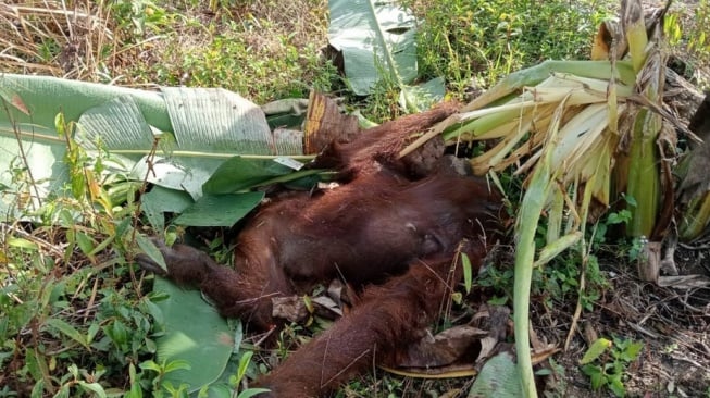 Heboh Orangutan Betina Ditemukan Mati di Kayong Utara, Ini Penyebabnya