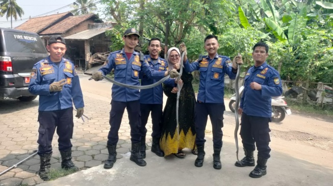 Tiga Ular Kobra di Citangkil Cilegon Dievakuasi Damkar