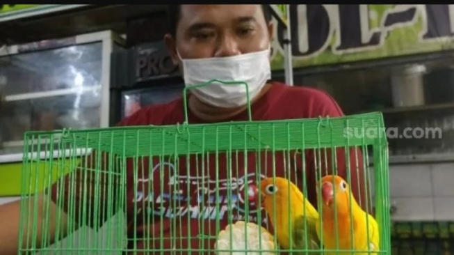 Burung lovebird yellow face yang rela ditukar dengan mobil di Surabaya, Jumat (28/5/2021) malam. [Suara.com/Dimas Angga P]