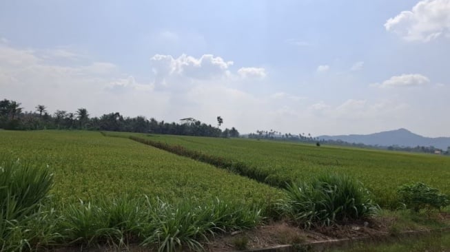 Antisipasi Gagal Panen, Lampung Kebut Pompanisasi Lahan Pertanian