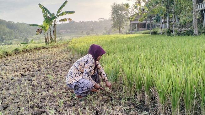 Potret petani di Gunungkidul terpaksa memangkas tanaman padi yang mengering. [Kontributor Suarajogja.id/Julianto]