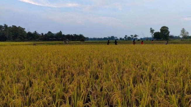 El Nino Mengancam, Lampung Genjot Tanam Padi di Lahan Rawa