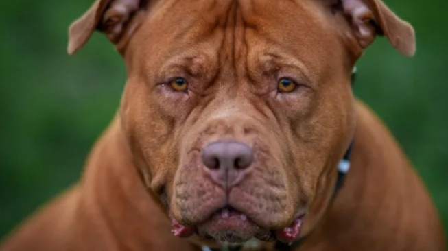 Ilustrasi anjing ras XL Bully Amerika (Foto: Getty Images)