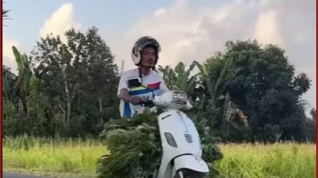 Beda Nasib Beda Fungsi: Saat Vespa Mahal Jadi 'Kuli Rumput'