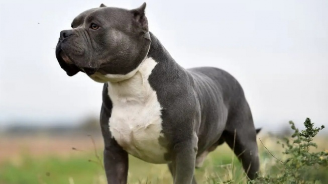 Ilustrasi anjing ras XL Bully Amerika (Foto: Getty Images)