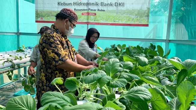 Bank Dki Konsisten Jalankan Program Jakarta Koperasi Hidroponik 7069