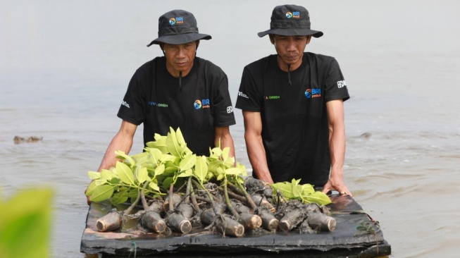 Cegah Abrasi, BRI Salurkan Ribuan Bibit Mangrove ke Kelompok Tani Muaragembong [BRI]