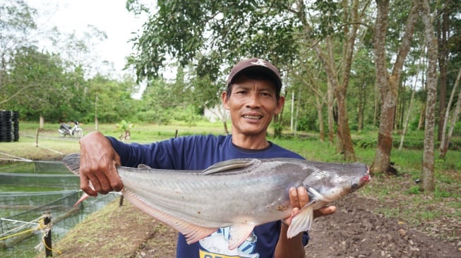 Solusi Berkelanjutan: Pakan Ikan Berbasis Maggot Mengubah Pokdakan Tunas Makmur