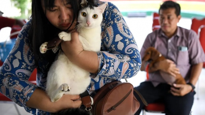 Studi: Usia Harapan Hidup Kucing dan Anjing di Indonesia Tak Sampai 6 Tahun, Kenapa?