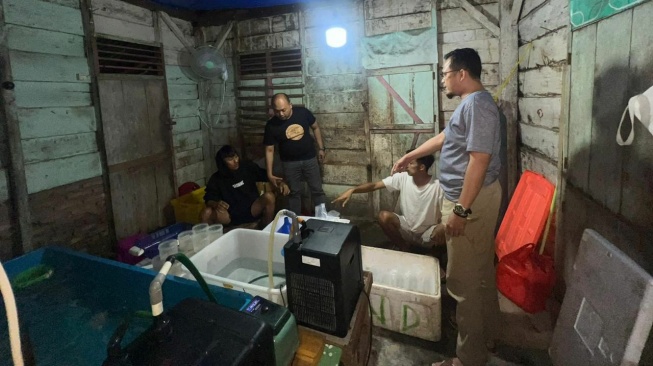 Gerebek Gudang, Polda Lampung Gagalkan Penyelundupan Benih Lobster Rp 1,1 Miliar