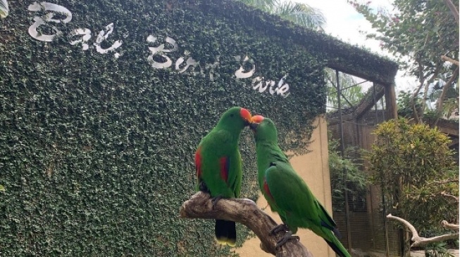 Serunya Bermain dan Berkenalan dengan Koleksi Unggas di Bali Bird Park