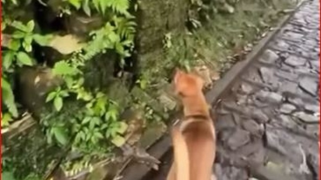 Anjing Jadi "Guide" Pemedek di Pura Lempuyang, Usir Monyet Nakal Demi Lancarkan Ibadah