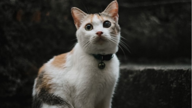 Alasan Ilmiah Daging Kucing Tidak Boleh Dimakan Manusia