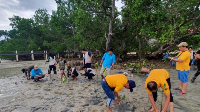 Kegiatan mahasiswa KKN UGM saat menanam mangrove di Pulau Bunaken. [Suarajogja.id/Hiskia Andika Weadcaksana]