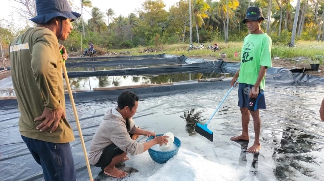 Ilustrasi: Masyarakat di Pulau Sapuka, Kecamatan Liukang Tangaya, Kabupaten Pangkajene dan Kepulauan, Sulawesi Selatan meraih pencapaian yang luar biasa. Mereka berhasil memproduksi garam secara mandiri [SuaraSulsel.id/Dokumentasi Yayasan Romang Celebes Indonesia]